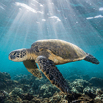 الوجهة السياحية الرائدة بمؤشر الاستدامة